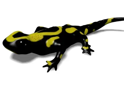 Salamander Model lizard Low-poly 3D model