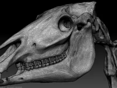 3D Horse Skeleton 3D model