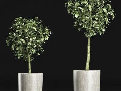 Plants Collection 145 Sageretia Theezans 3D model