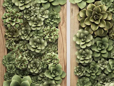 Echeveria Vertical garden 52 3D model