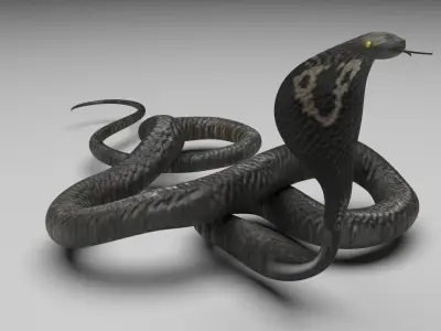 Cobra Snake 3D model