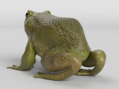 Bullfrog Low-poly 3D model