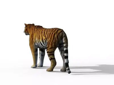 Animated Tiger Low-poly 3D model
