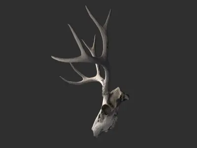 Deer skull Low-poly 3D model