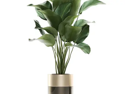 Houseplants in a luxury pot for the interior 706 3D model