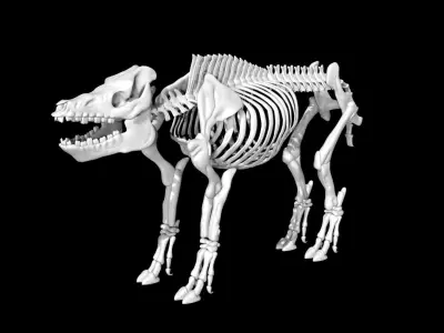 Pig Skeleton Low-poly 3D model