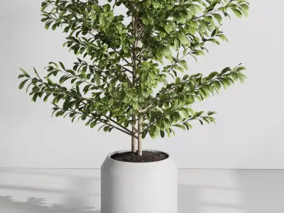 indoor plant set 540 3D model