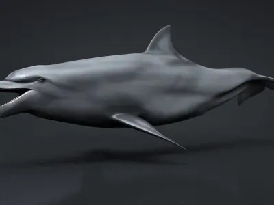 Bottlenose Dolphin Low-poly 3D model