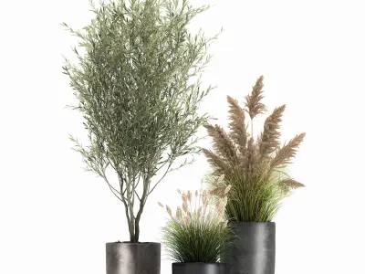 Plants in a black pot for the interior 1051 3D model