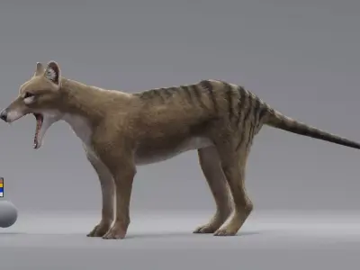 tylacine marsupial wolf Low-poly 3D model