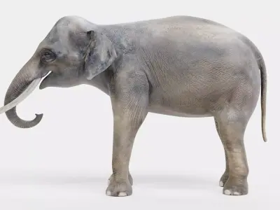 -Asian Elephants- Low-poly 3D model