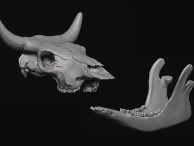 Cattle Skull 3D model