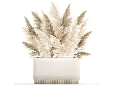 Beautiful bushes Cortaderia for decoration in pots 1292 3D model