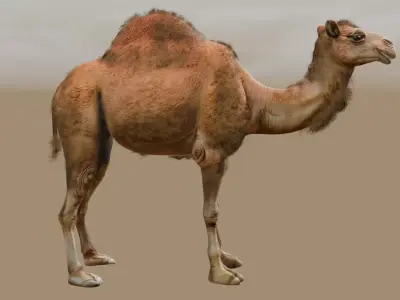 Animated Camel with Hair and Fur  Low-poly 3D model