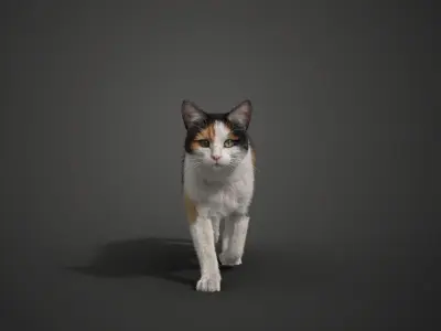 Calico Cat 02 Animated VFX Grace 3D model