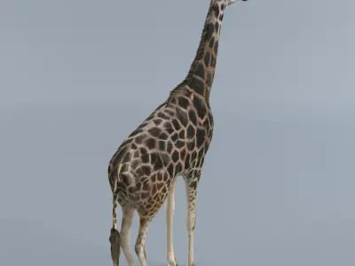 Giraffe 3D model