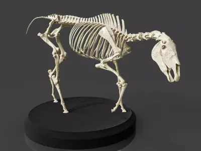 Realistic Horse Skeleton 3D model