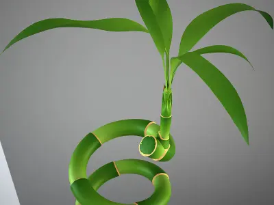 Lucky Bamboo 3D model