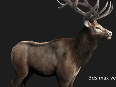 elaphurus deer buck stag reindeer doe Low-poly 3D model