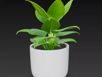 Realistic 3D Indoor Plant in White Ceramic Pot 3D model