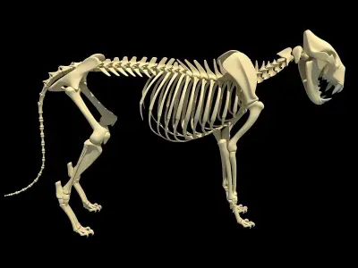 Animal Skeletons 3D model