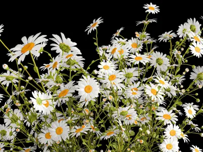 Bouquet of white wildflowers chamomile daisies 412 3D model