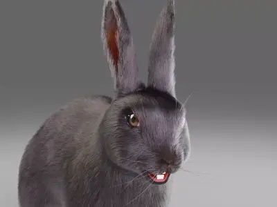 Fur Rabbit Gray V02 NO Rigged Low-poly 3D model