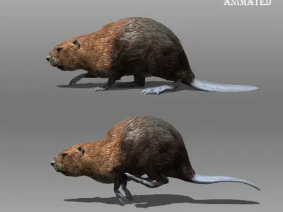 Beaver Animated Low-poly 3D model