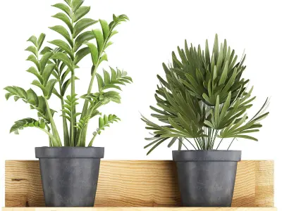 Collection of Exotic Plants 410 3D model