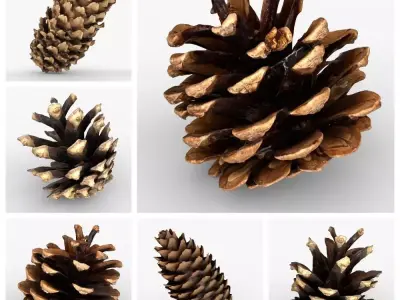 Photorealistic 3D scan of pine conifer cones Collection
