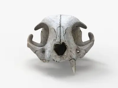 Real Cat Skull Scan Low-poly 3D model