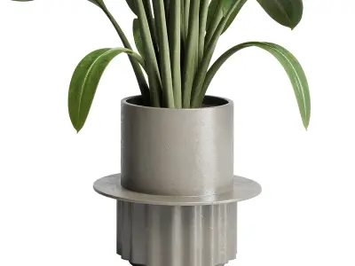 indoor plant cactus ficus rubbery monstera palm concrete dirt 3D model