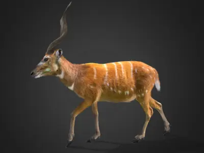 Sitatunga Antelope Realistic 3D model