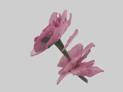 Dianthus model Low-poly 3D model