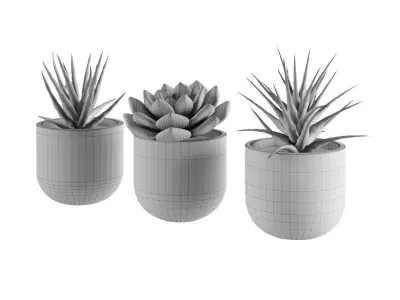 Succulent collection 1 PBR Cactus 3D model