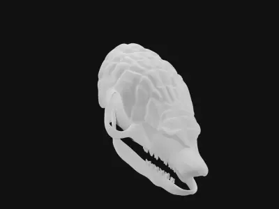 Armadillo skull 3D model