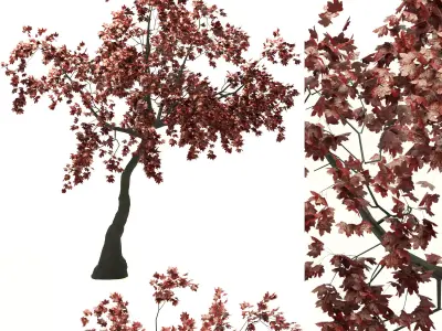 Red Maple no 1 3D model