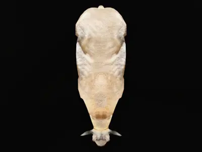 Golden Takin Chamois Goat Low-poly 3D model