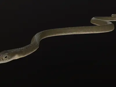 Black Mamba Snake Low-poly 3D model