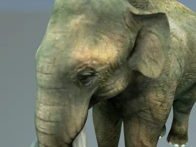 Indian elephant Low-poly 3D model