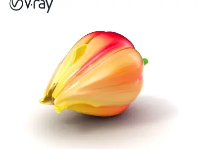 Fringed Tulip Flower Realistic model pack Low-poly 3D model