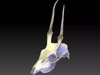 Mountain Goat Skull 3D model