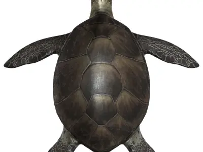 Sea Turtle Low-poly 3D model