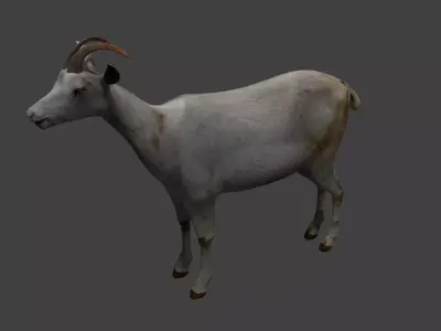 Saanen goat Low-poly 3D model