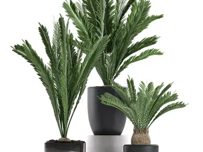 Decorative Cycas palm in a black flowerpot 623 3D model