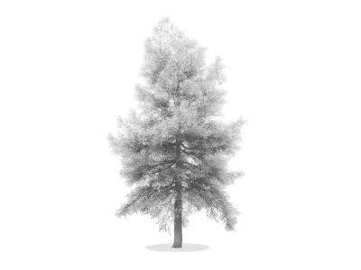 Conifer Tree 001 3D model