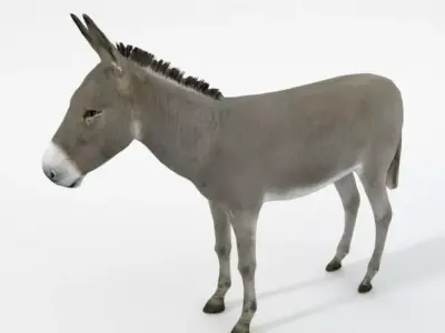 Donkey Low-poly 3D model