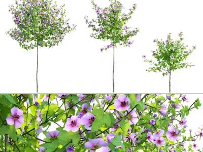 Anisodontea capensis - African Mallow 01 3D model