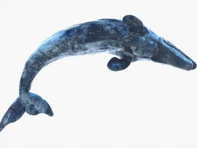 Realistic Gray Whale Rigged Low-poly 3D model