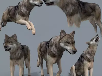 My Wolf - 3d animated wolf model Low-poly 3D model